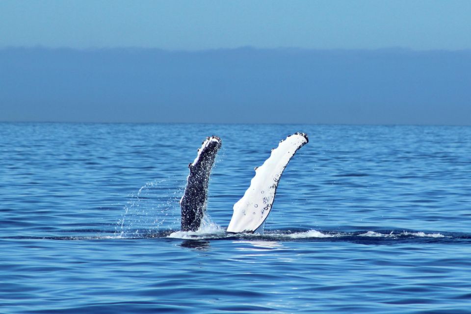 Cabo San Lucas: Whale Watching Experience on Catamaran - Listening to Whale Songs