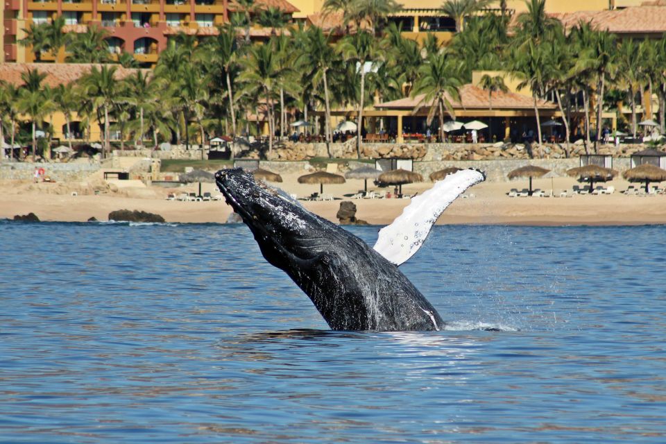 Cabo San Lucas: Whale Watching Experience on Catamaran - Exploring Cabos Landmarks