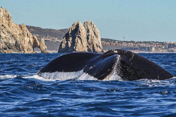 Cabo San Lucas Whale Watching: Hear the Whales as You See Them - An In-Depth Look at the Cabo San Lucas Whale Watching Tour