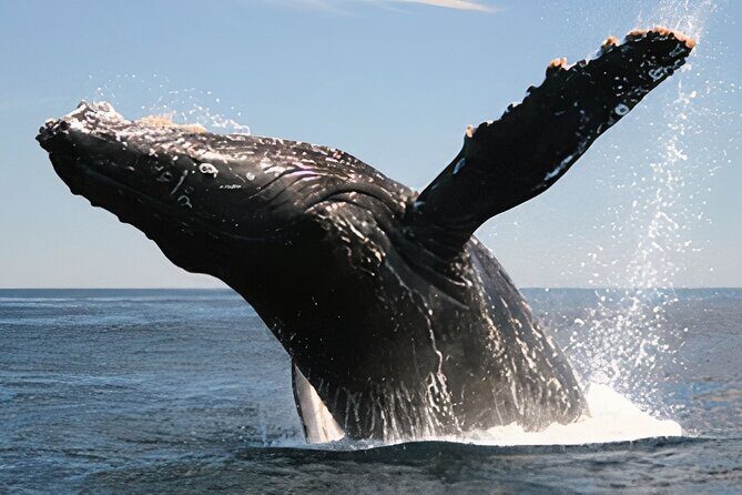 Cabo San Lucas Whale Watching Tour All Included - What to Expect During Your Whale Watching Tour