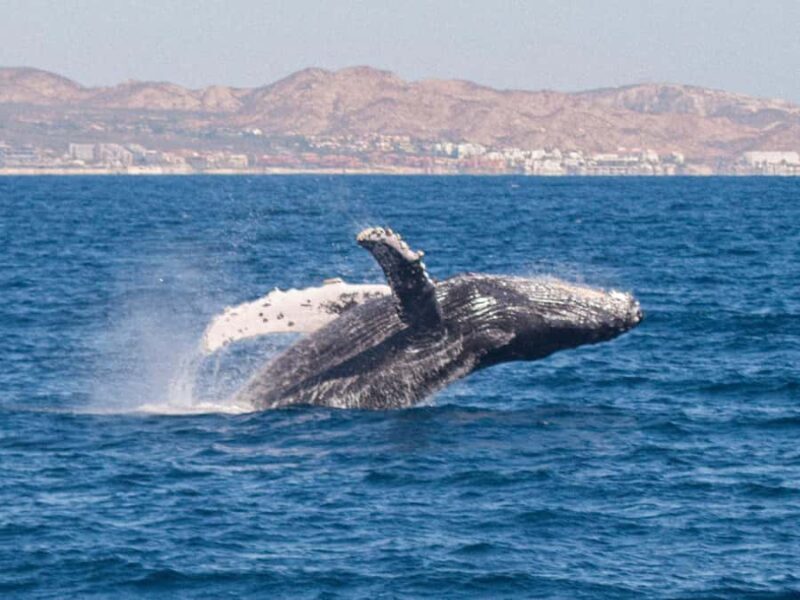 Cabo San Lucas: Whale Watching Tour with Buffet & Open Bar - Key Points