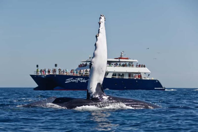 Cabo San Lucas: Whale Watching Tour with Buffet & Open Bar - Overview of the Whale Watching Experience