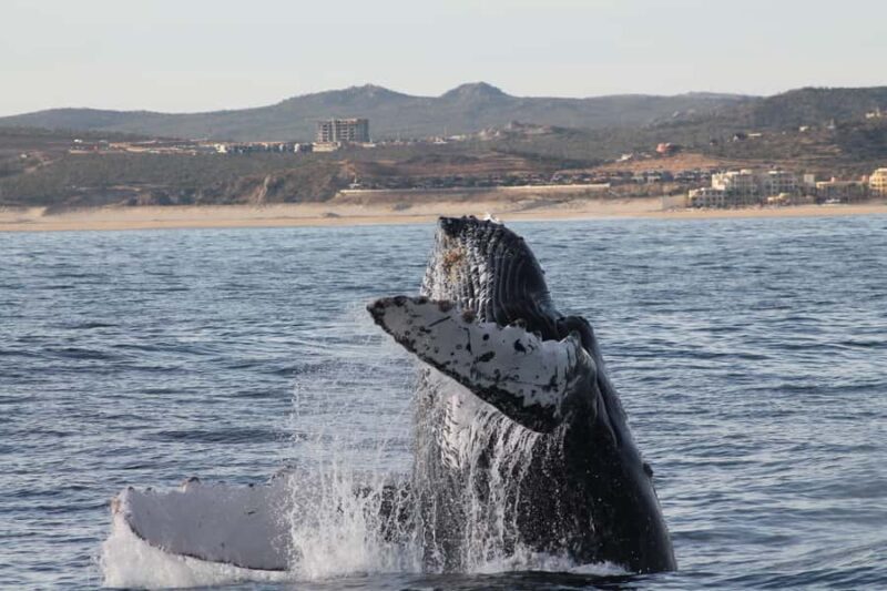 Cabo San Lucas: Whale Watching Tour with Buffet & Open Bar - Practical Considerations