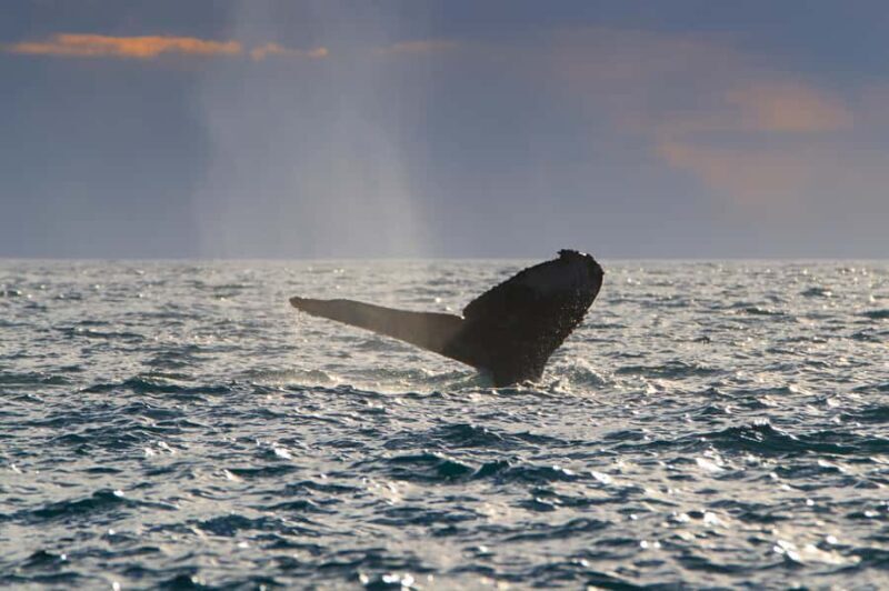 Cabo San Lucas: Whale Watching Tour with Buffet & Open Bar - Pricing and Value