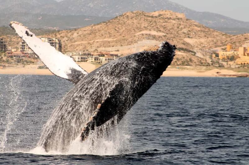 Cabo San Lucas: Whale Watching Tour with Buffet & Open Bar - Who Will Love This Tour?
