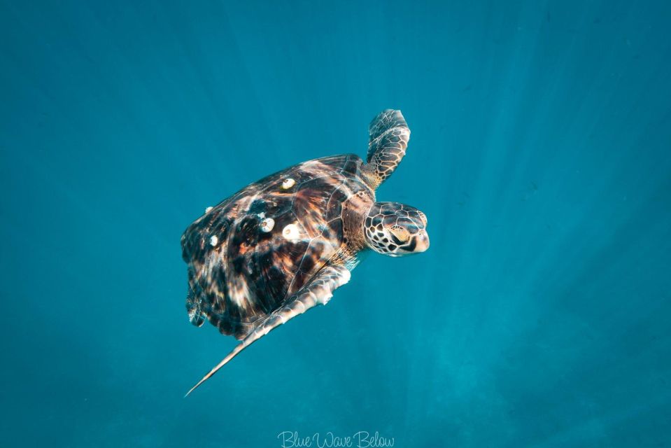 Cabo San Lucas:Ocean Safari in the Pacific and Sea of Cortez - Key Points