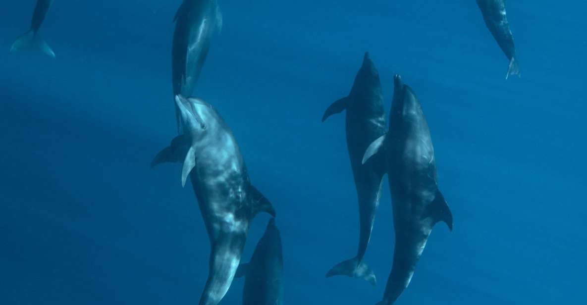 Cabo San Lucas:Ocean Safari in the Pacific and Sea of Cortez - Exploring the Marine Ecosystem