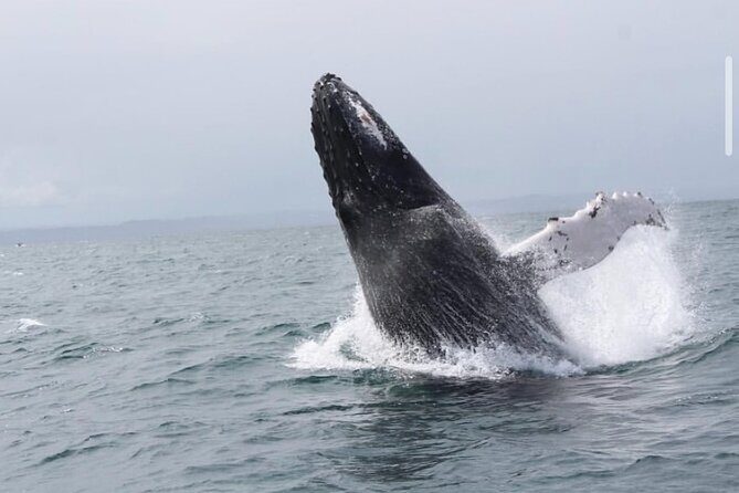 Cabo Whale Watching Tour: 2 Hours at Arch & Lovers Beach - Starting Point and Booking Logistics