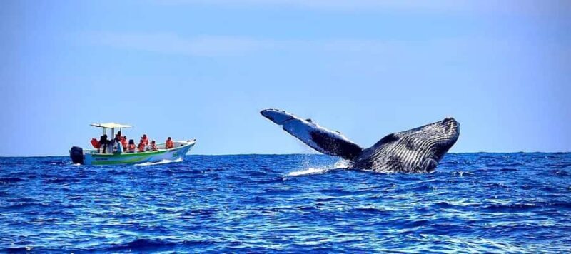 Cabo: Whale-Whatching Boat Trip w/ All-Women Crew and Photos - The Experience in Detail