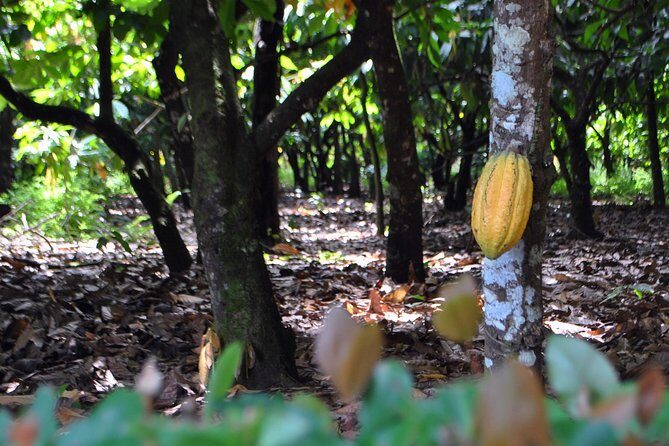 Cacao trail and making of chocolate tour from Santo Domingo - An In-Depth Look at the Cacao Trail and Chocolate-Making Tour