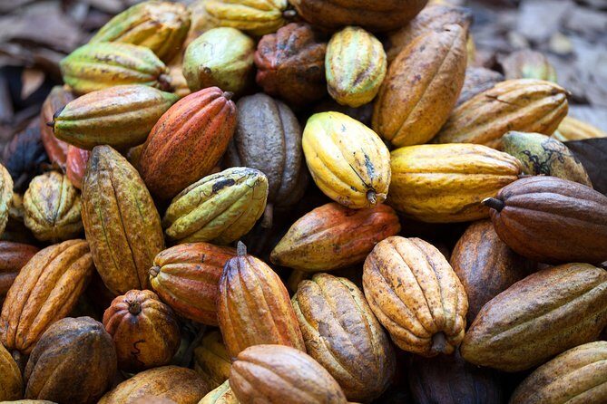 Cacao trail and making of chocolate tour from Santo Domingo - Who Should Take This Tour?