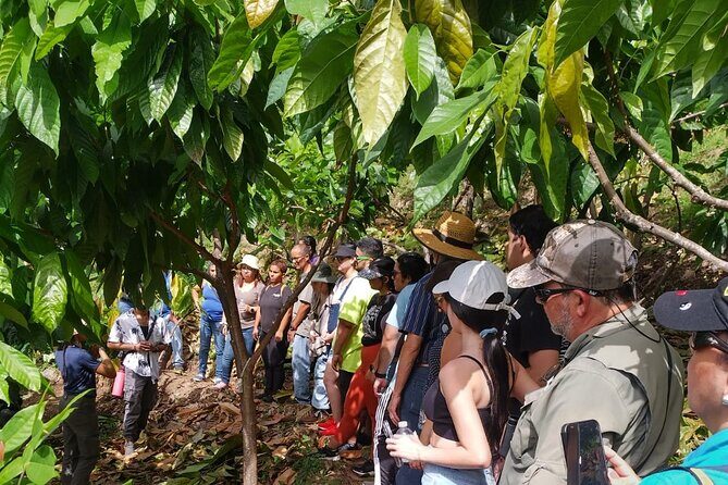 Cacao Walking Tour in Puerto Rico - Key Points