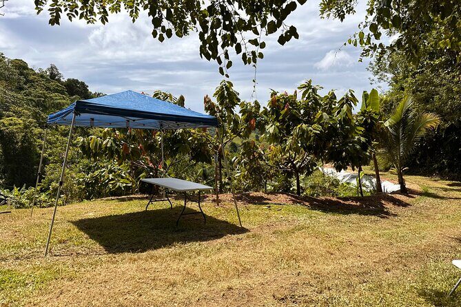 Cacao Walking Tour in Puerto Rico - The Tasting Experience: A Chocolate Lover’s Dream