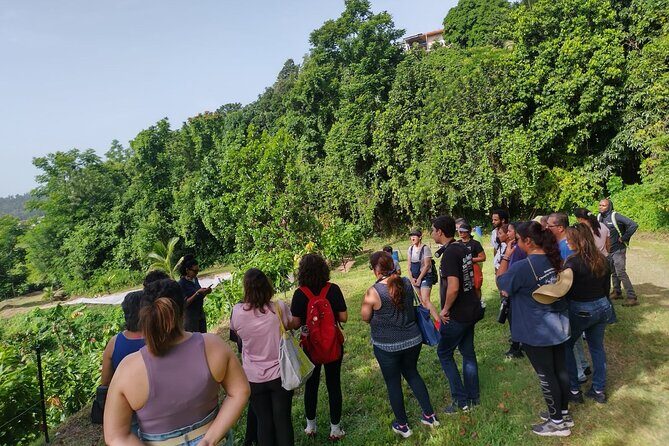 Cacao Walking Tour in Puerto Rico - Who Would Enjoy This Tour?