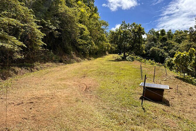 Cacao Walking Tour in Puerto Rico - The Sum Up: Why You Should Consider This Tour