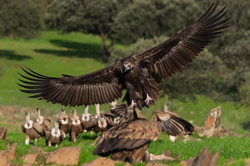 Cáceres: Monfrague Wildlife Full-Day Tour - Key Points
