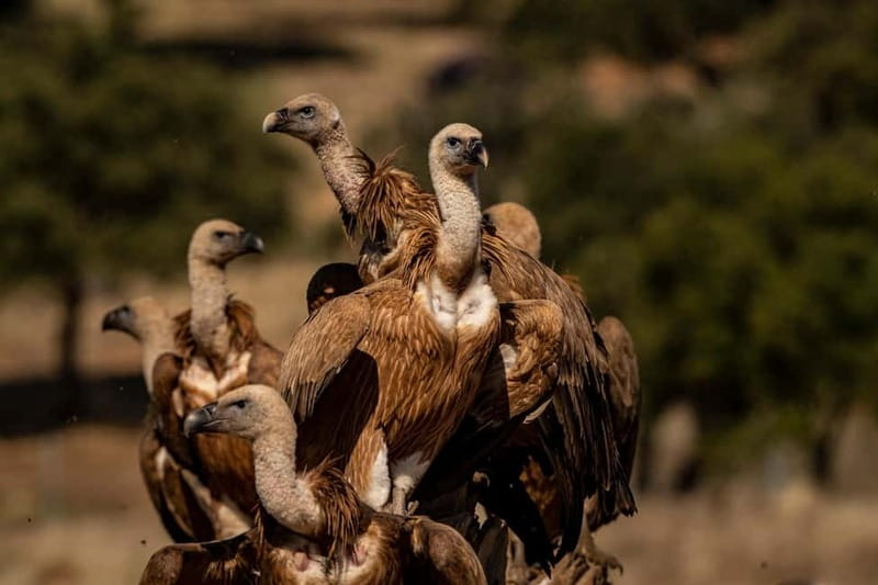 Cáceres: Monfrague Wildlife Full-Day Tour - Who Will Love This Tour?