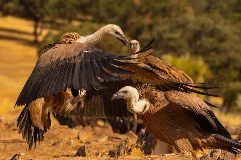 Cáceres: Monfrague Wildlife Full-Day Tour - FAQs
