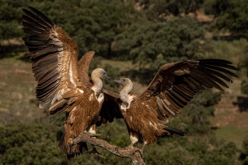 Cáceres: Monfrague Wildlife Full-Day Tour - Final Thoughts