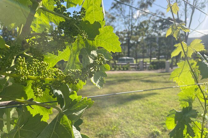 Caels Gate Wine and Cheese Tasting in Hunter Valley - FAQ: Your Questions Answered