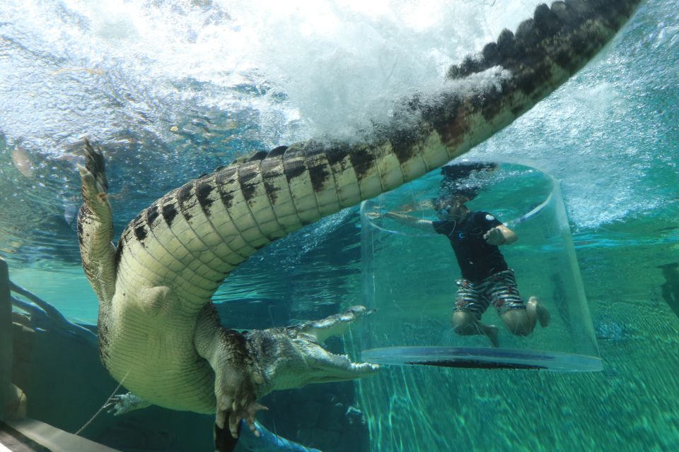 Cage Of Death Crocodile Swim and Entry to Crocosaurus Cove - Restrictions