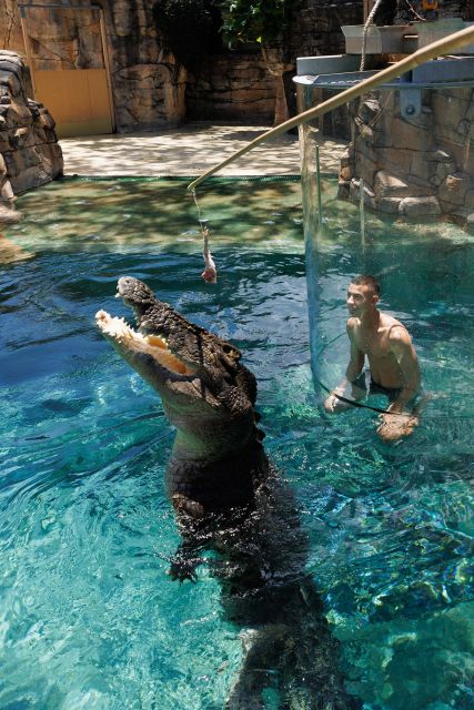 Cage Of Death Crocodile Swim and Entry to Crocosaurus Cove - Recap