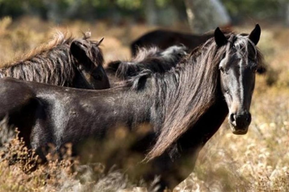 Cagliari: Barumini and Giara Park Tour - Pricing and Inclusions