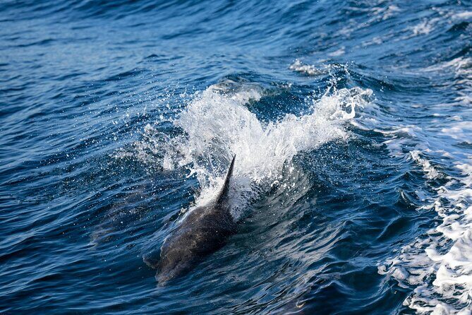 Cagliari: Boat tour with swim stops, Snorkeling & Prosecco - Final Thoughts