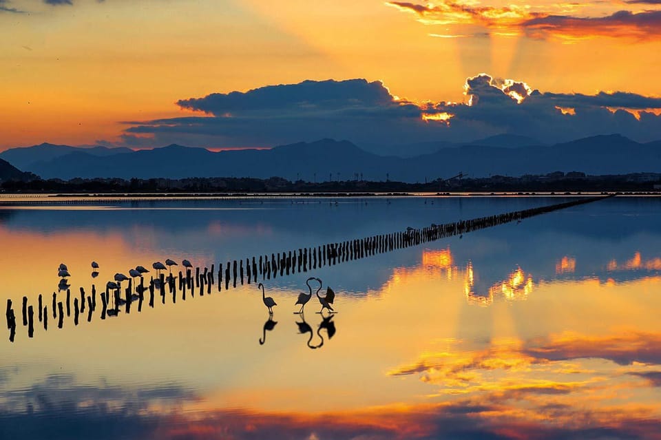 Cagliari City Tour and Flamingos Park by Minivan and Walking - Visiting Poetto Beach and Molentargius Park