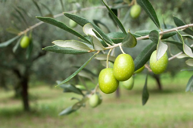 Cagliari: Experience Tasting From Chia - Transportation and Pickup Details