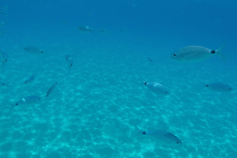 CAGLIARI GULF/DEVIL'S BELL: BOAT EXCURSION LOW SEASON - Whats Included in the Tour