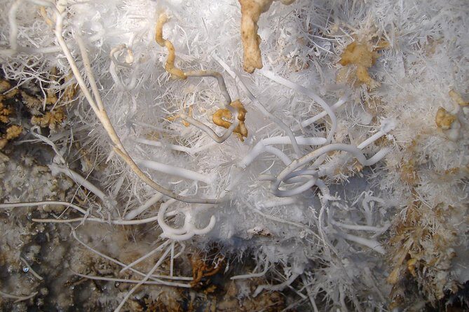 Cagliari: Is Zuddas Caves Private Experience from Chia - What the Reviews Reveal