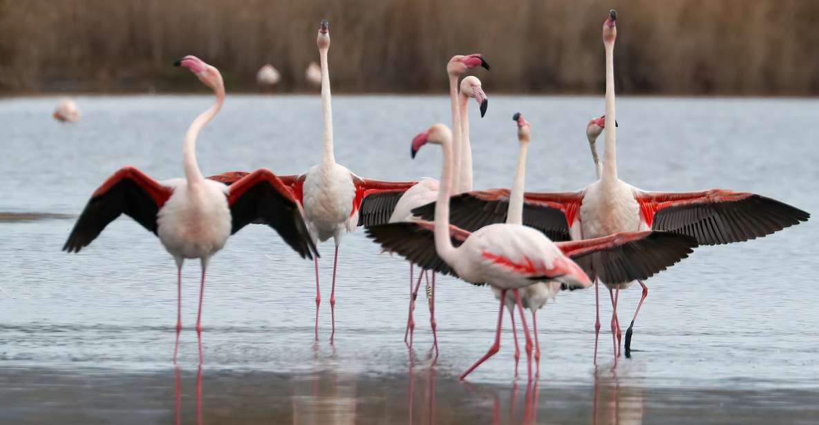 Cagliari: Molentargius Natural Park Segway Tour With Coffee - What to Expect