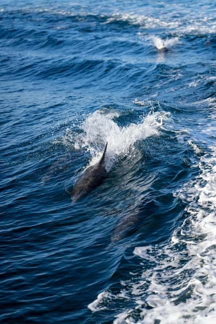 Cagliari Private Boat Tour: Swim, Prosecco, Aperitif & Chill - Practical Details