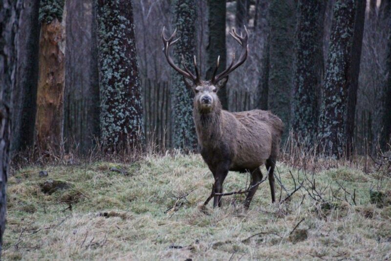 Cairngorms: Lochnagar Guided Walk - Itinerary Highlights