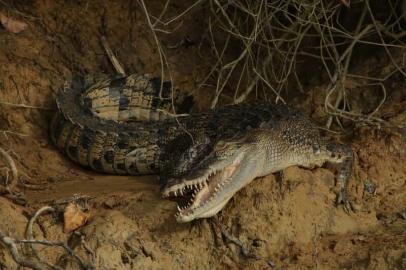 Cairns: 2-Day Atherton Tablelands & Cape Tribulation Tour - Key Points