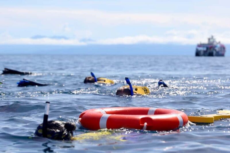 Cairns: All-Inclusive Great Barrier Reef Half-Day Snorkeling - The Reef Sites and Marine Life