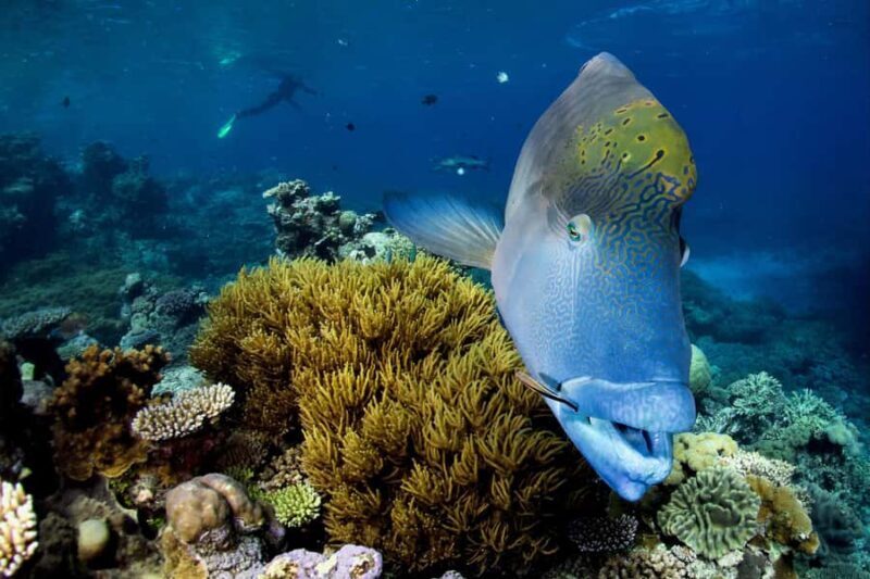Cairns: All-Inclusive Great Barrier Reef Half-Day Snorkeling - Who Would Love This Tour?