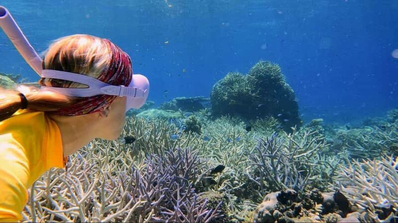 Cairns: All-Inclusive Great Barrier Reef Half-Day Snorkeling - FAQ