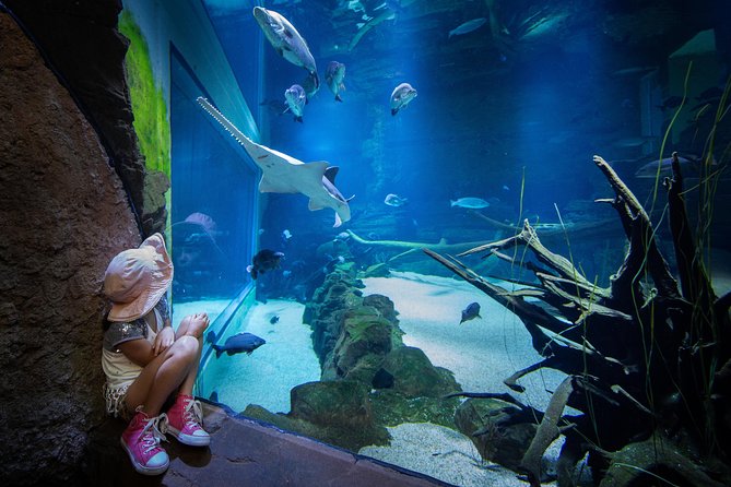 Cairns Aquarium Admission Ticket - Visitor Reviews