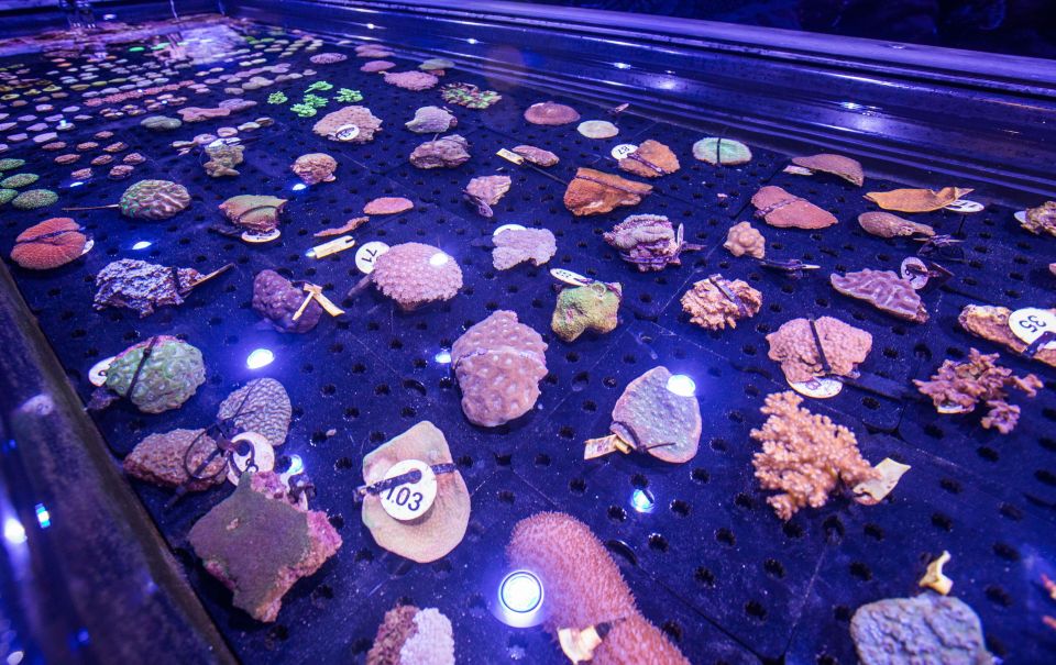Cairns: Aquarium Entry Ticket and Coral Conservation Tour - Additional Information