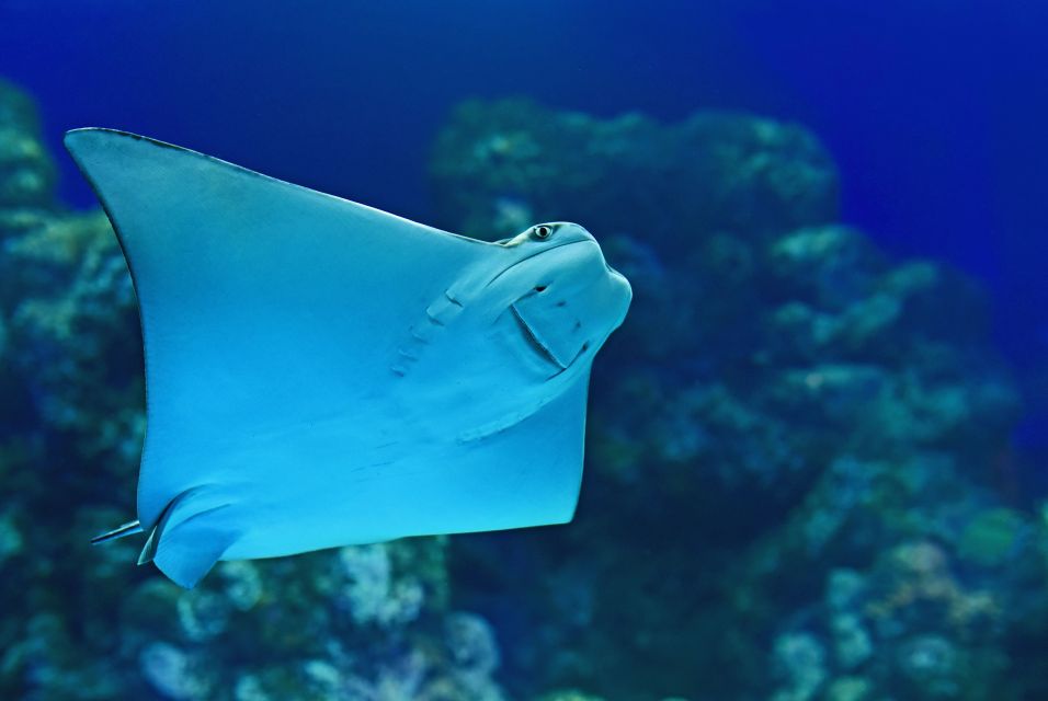 Cairns Aquarium General Admission Ticket - Description