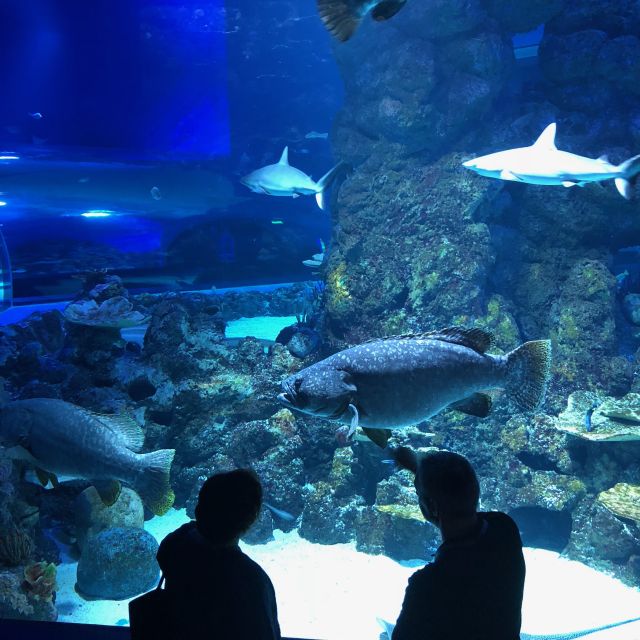 Cairns Aquarium General Admission Ticket - Customer Reviews