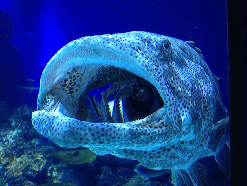Cairns Aquarium General Admission Ticket - Opening Hours