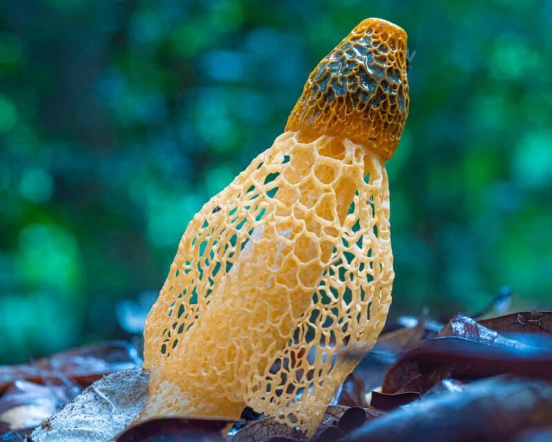 Cairns Botanic Gardens: Mushroom Photography Tour - Key Points