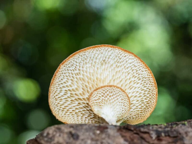 Cairns Botanic Gardens: Mushroom Photography Tour - Why This Tour Is a Great Choice