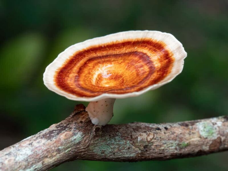 Cairns Botanic Gardens: Mushroom Photography Tour - Who Will Love This Tour?