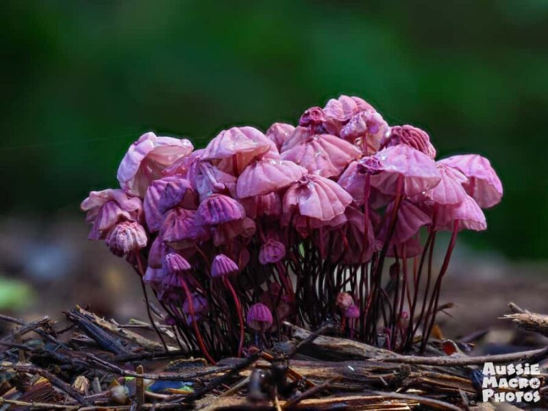 Cairns Botanic Gardens: Mushroom Photography Tour - Final Thoughts