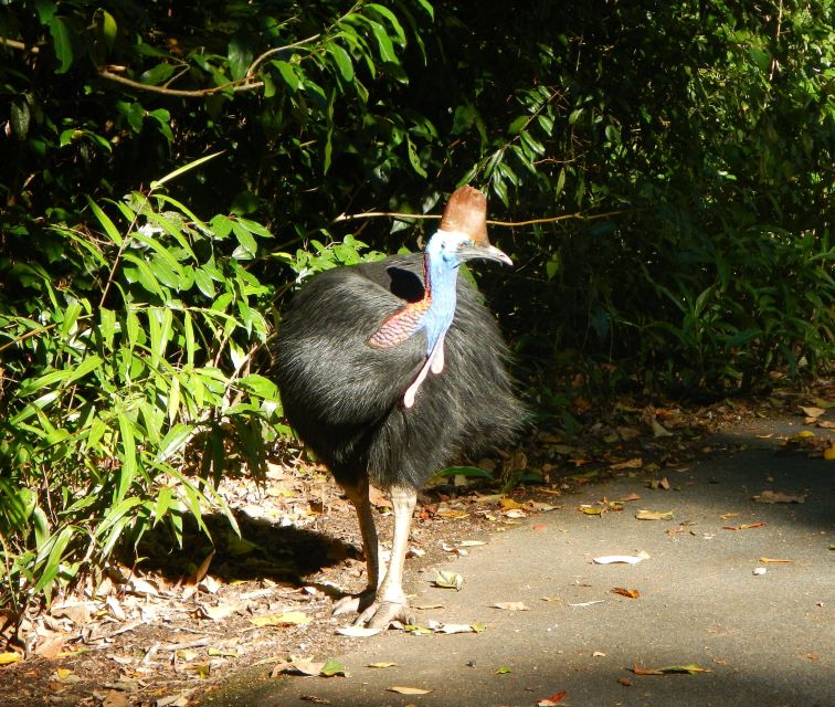 Cairns: Cape Tribulation, Beaches, Crocs & Swimming Day Tour - Highlights