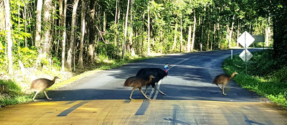 Cairns: Cape Tribulation, Beaches, Crocs & Swimming Day Tour - Booking Information